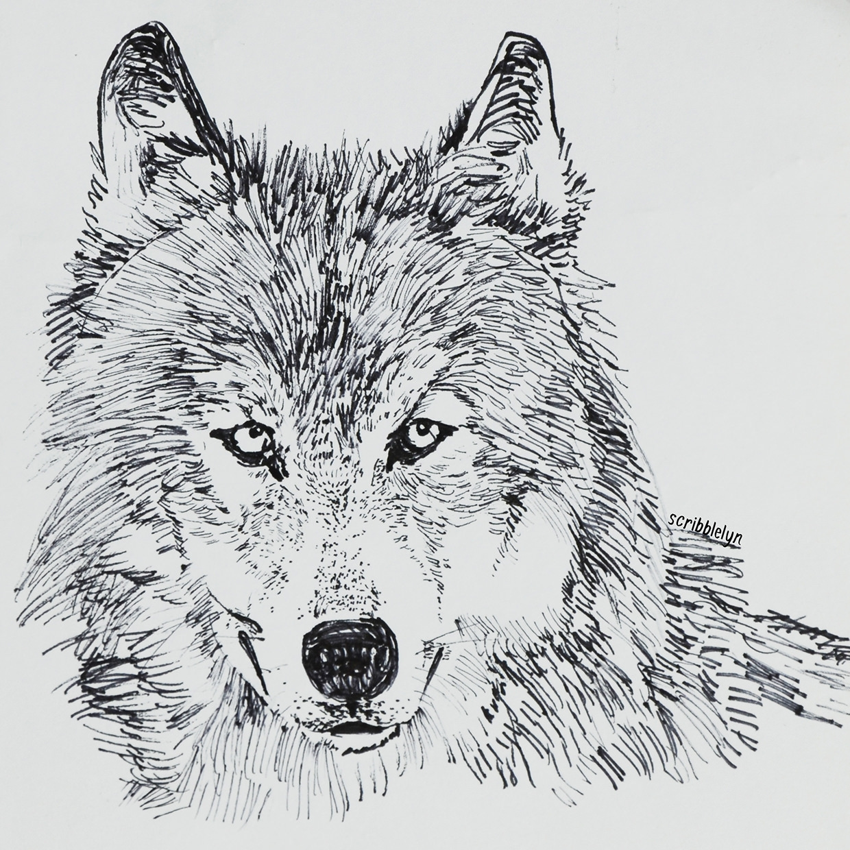 21+ Wolf Drawings, Pencil Drawings, Sketches | FreeCreatives