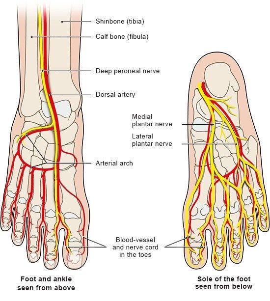 How do our feet work? | informedhealth.org