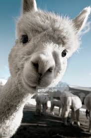 Cute Baby Alpaca High-Res Stock Photo - Getty Images