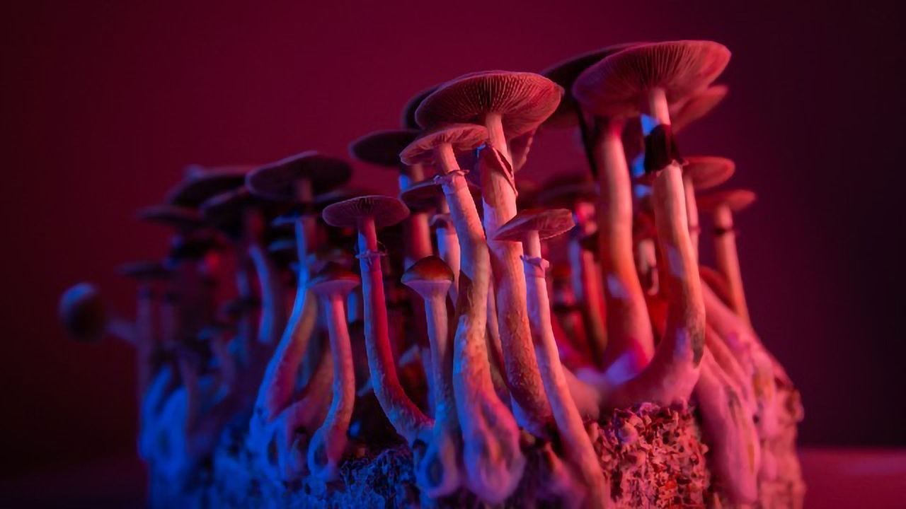 Behind the World-First Export of Jamaican Psilocybin Mushrooms | Technology  Networks