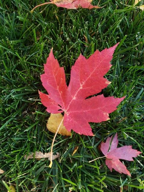 one large red maple leaf and one small red maple leaf are depicted on top of green grass