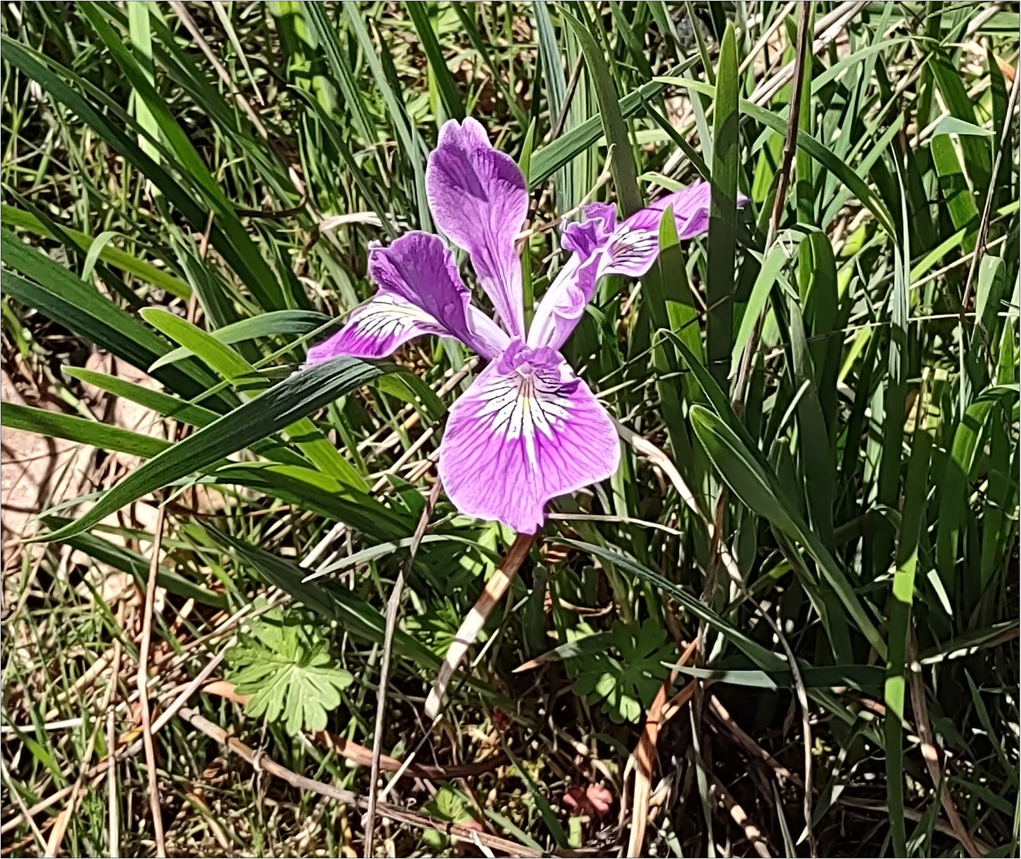 And the first Wild Iris blooming as bud break begins for Vintage 2022.  