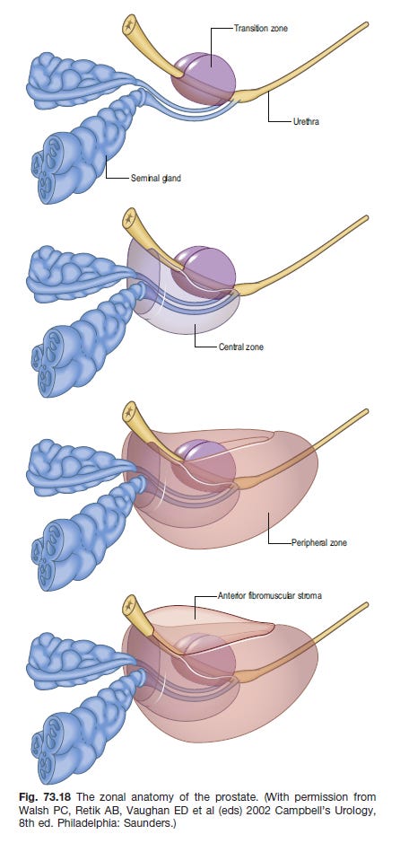 Zone by zone construction of a prostate, with new zones enclosing those previous.