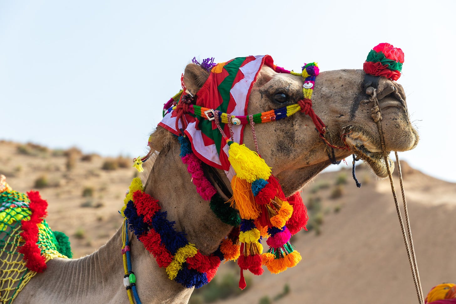 a camel with a colorful headress