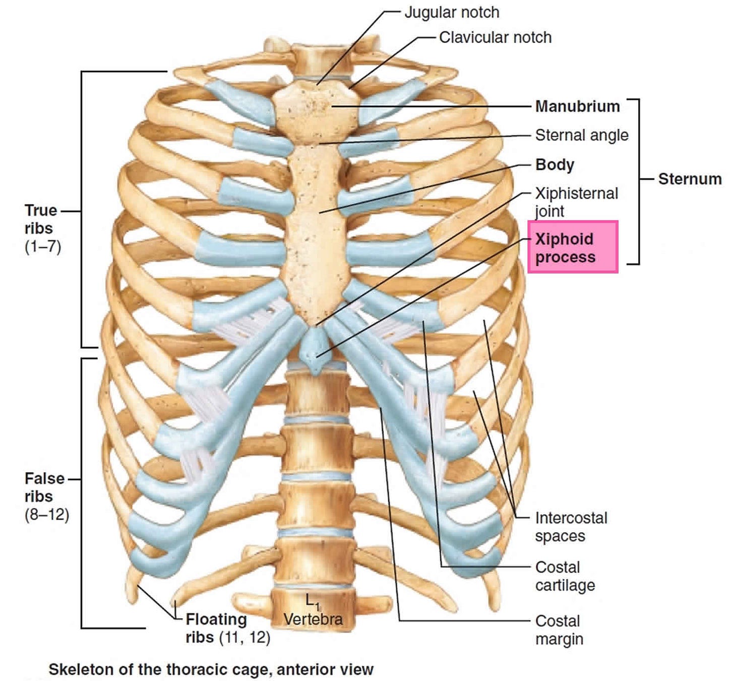 Xiphoid process anatomy, function & xiphoid process pain