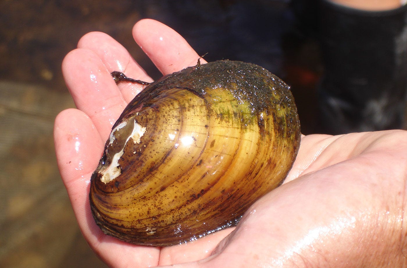 Creature Feature: Yellow Lampmussel - Natural Resources Council of Maine