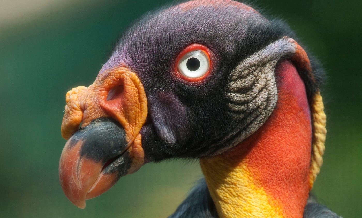 King vulture | Smithsonian's National Zoo