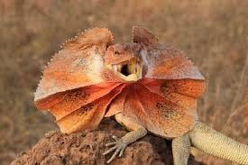 Frilled Lizard - Facts and Beyond | Biology Dictionary