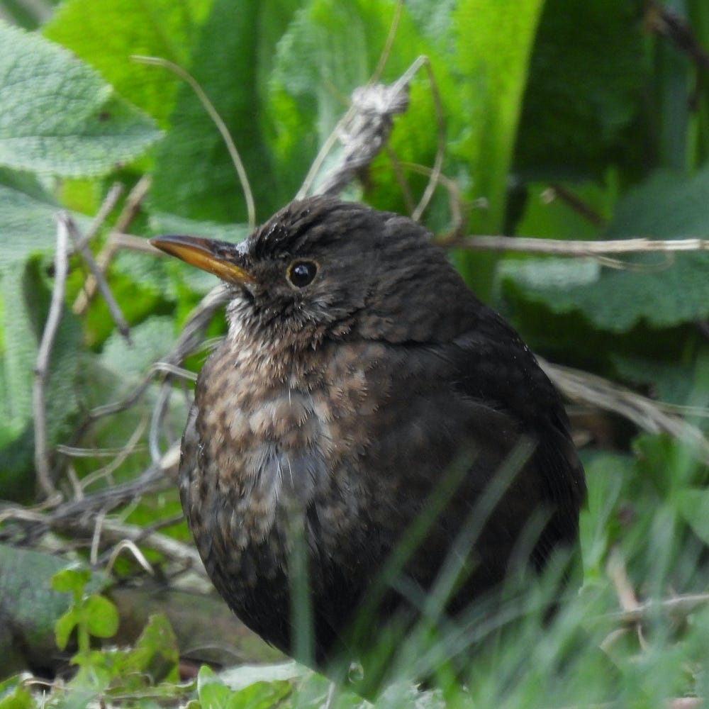 Close up of a female Blackbird sitting amongst foliage, looking slightly to its right 
