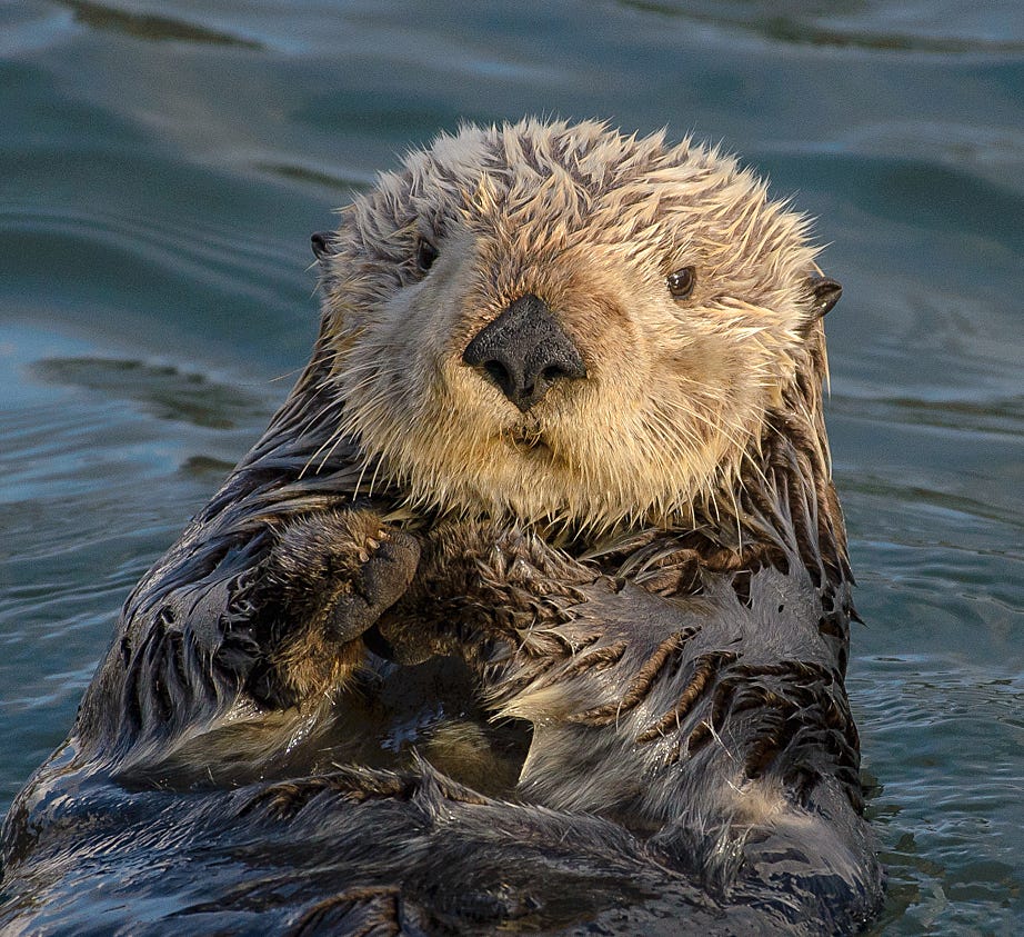 Sea Otter (Enhydra lutris) (25169790524) crop.jpg