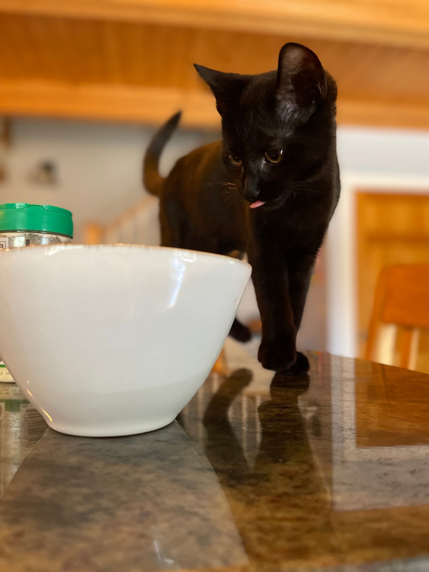 Kitten on counter, staring at a bowl with his tongue out