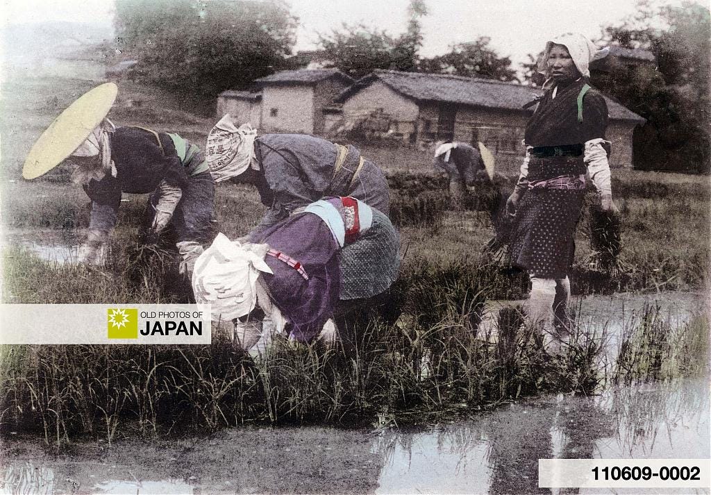 110609-0002 - Transplanting Rice Plants in Japan, 1907