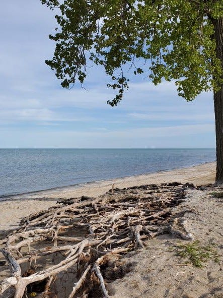 Shoreline along the western basin of Lake Erie showing a tree and exposed tree roots from erosion. May 17, 2022. Photo by author.