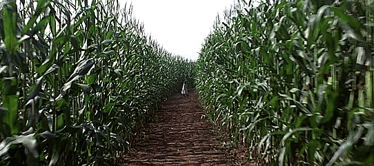 A gif of a camera moving through a cleared lane in a cornfield. Bo, a child in a dress, can be seen from afar