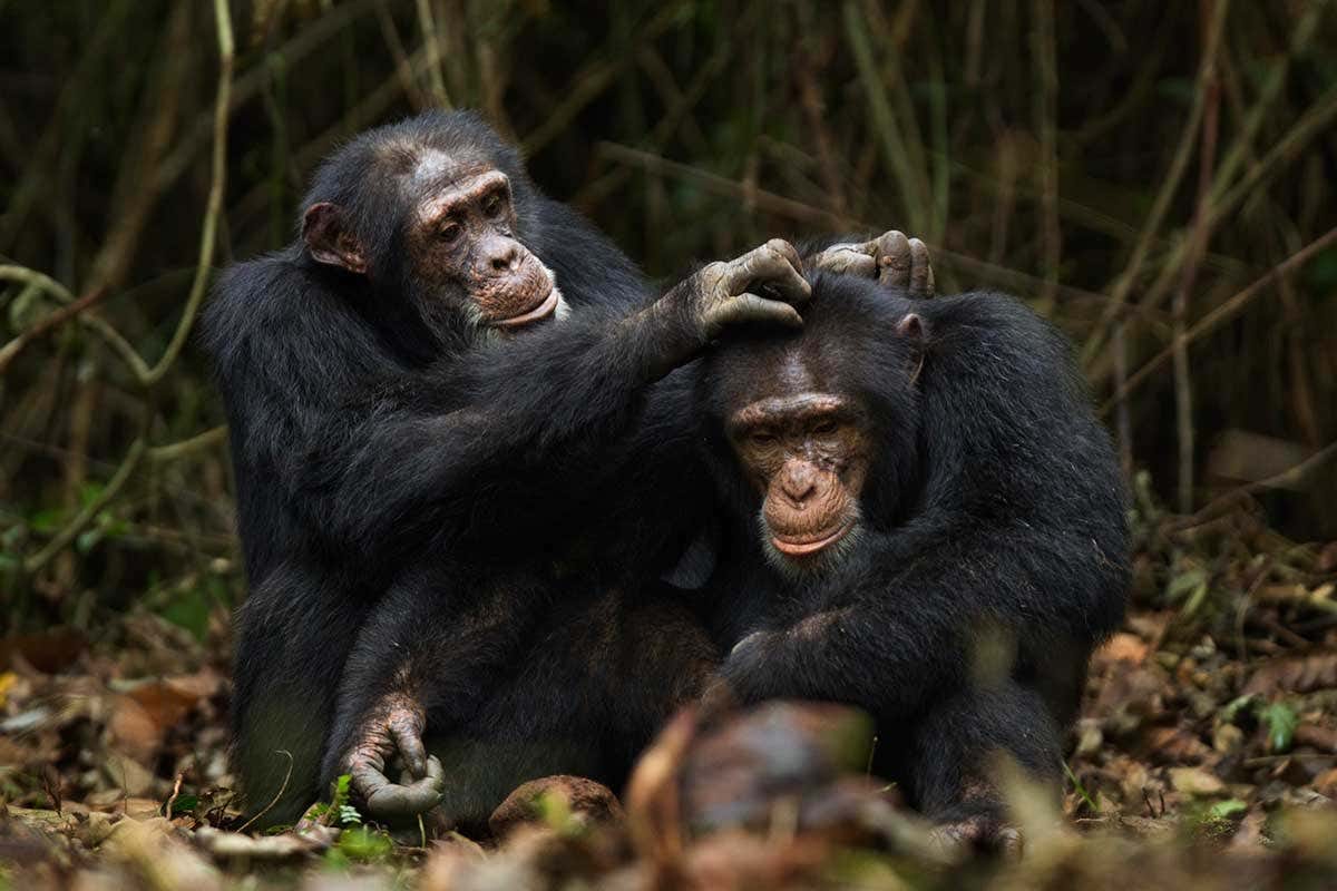 Bromance helps stressed out warring chimps keep their cool | New Scientist