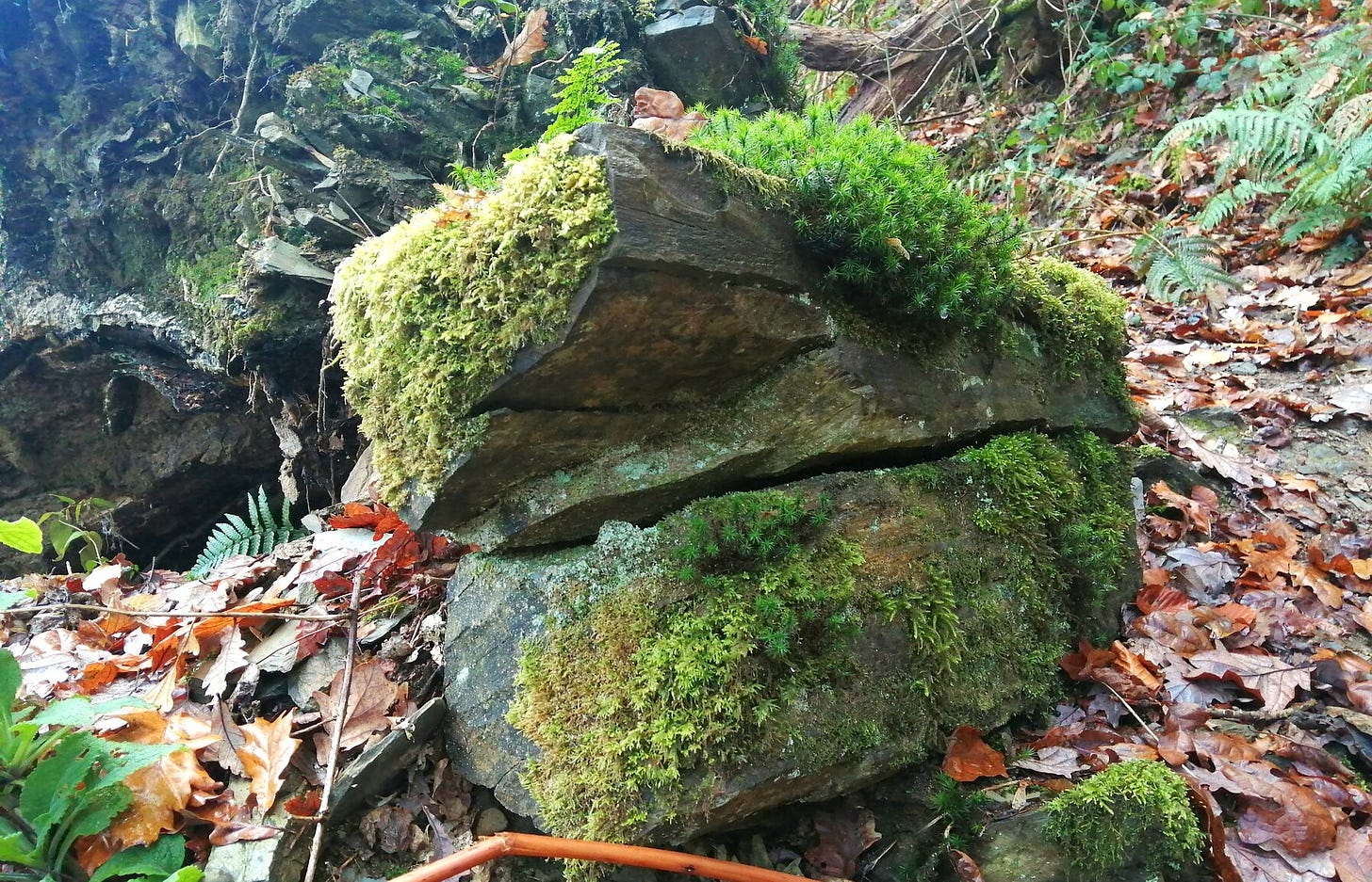 Moss on a stone
