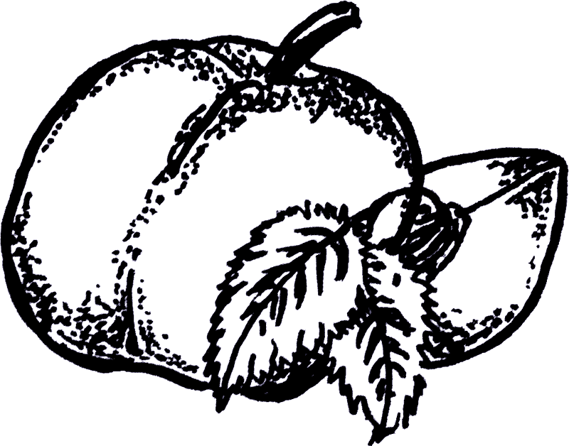 Illustration of a peach with mint leaves