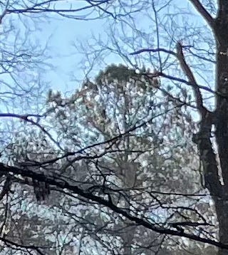 The top of a tree that has come through the canopy. Showing what's possible.