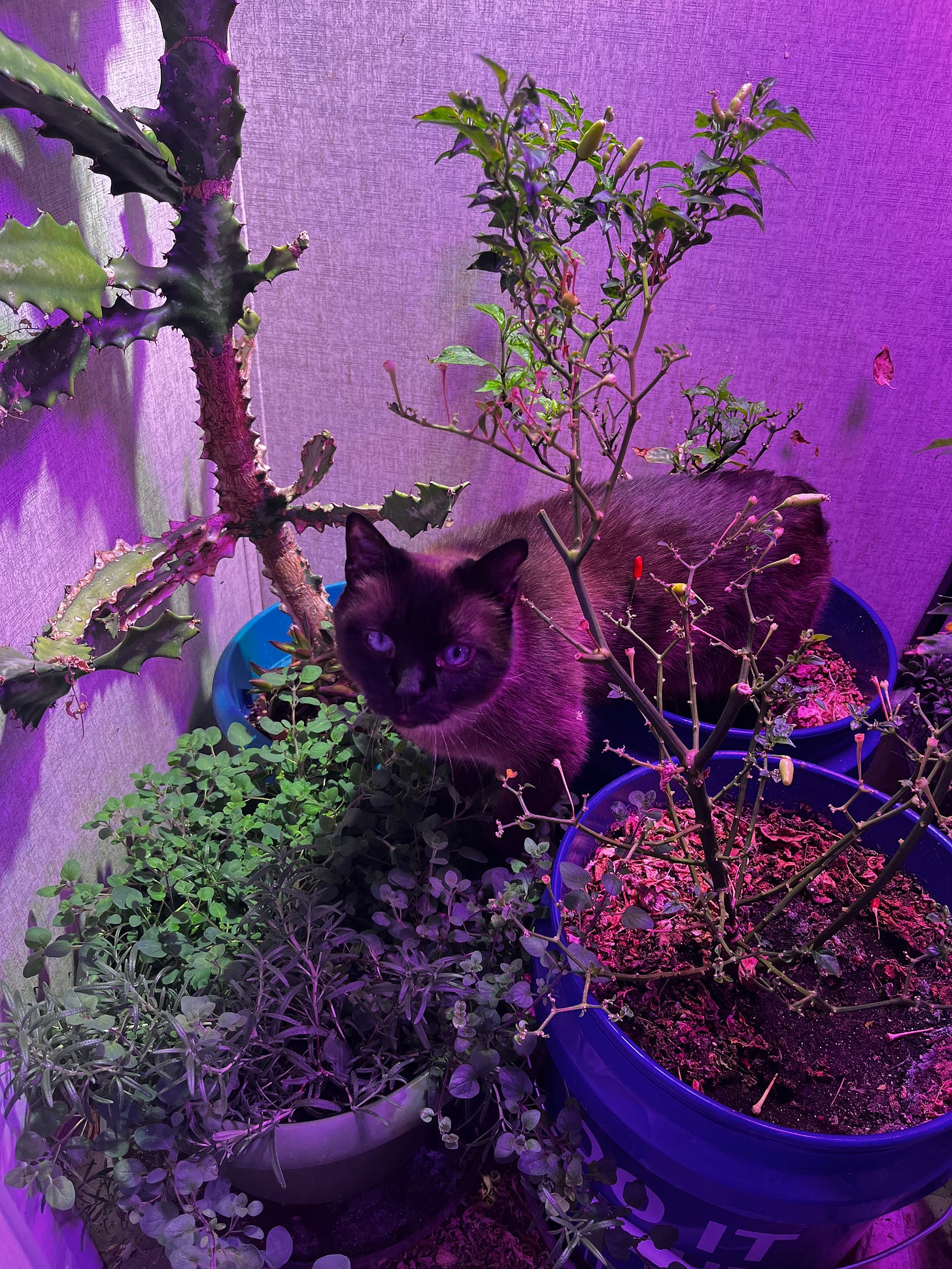 A Siamese cat in a closet full of plants