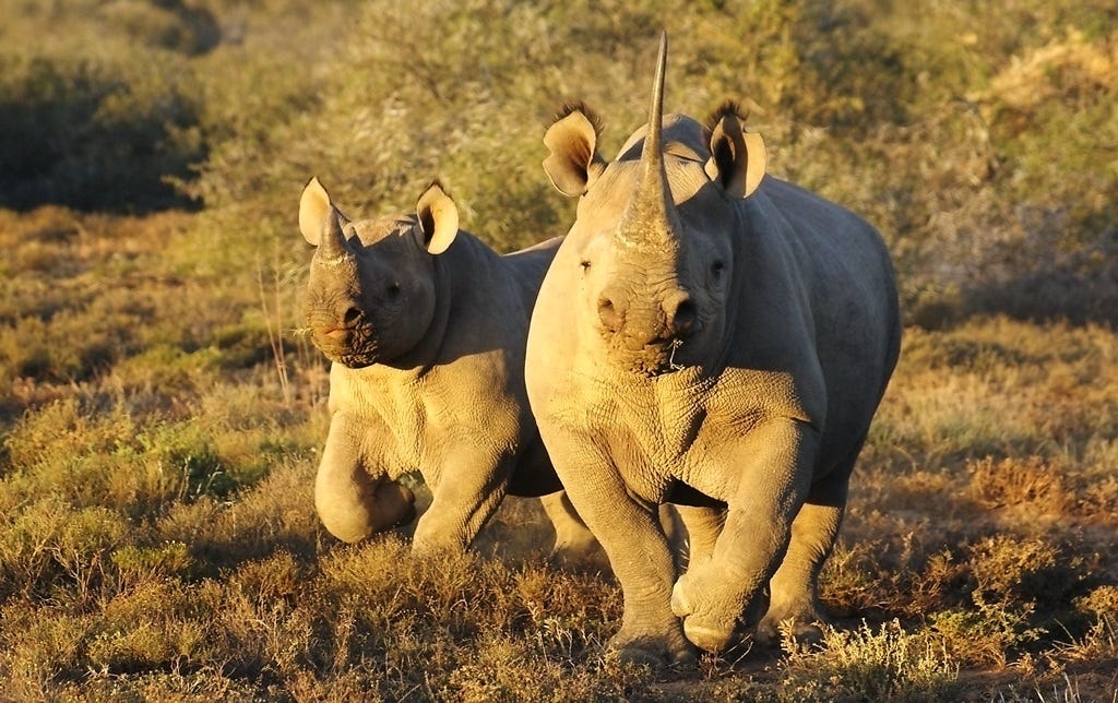 Black rhino cow and calf running towards the camera