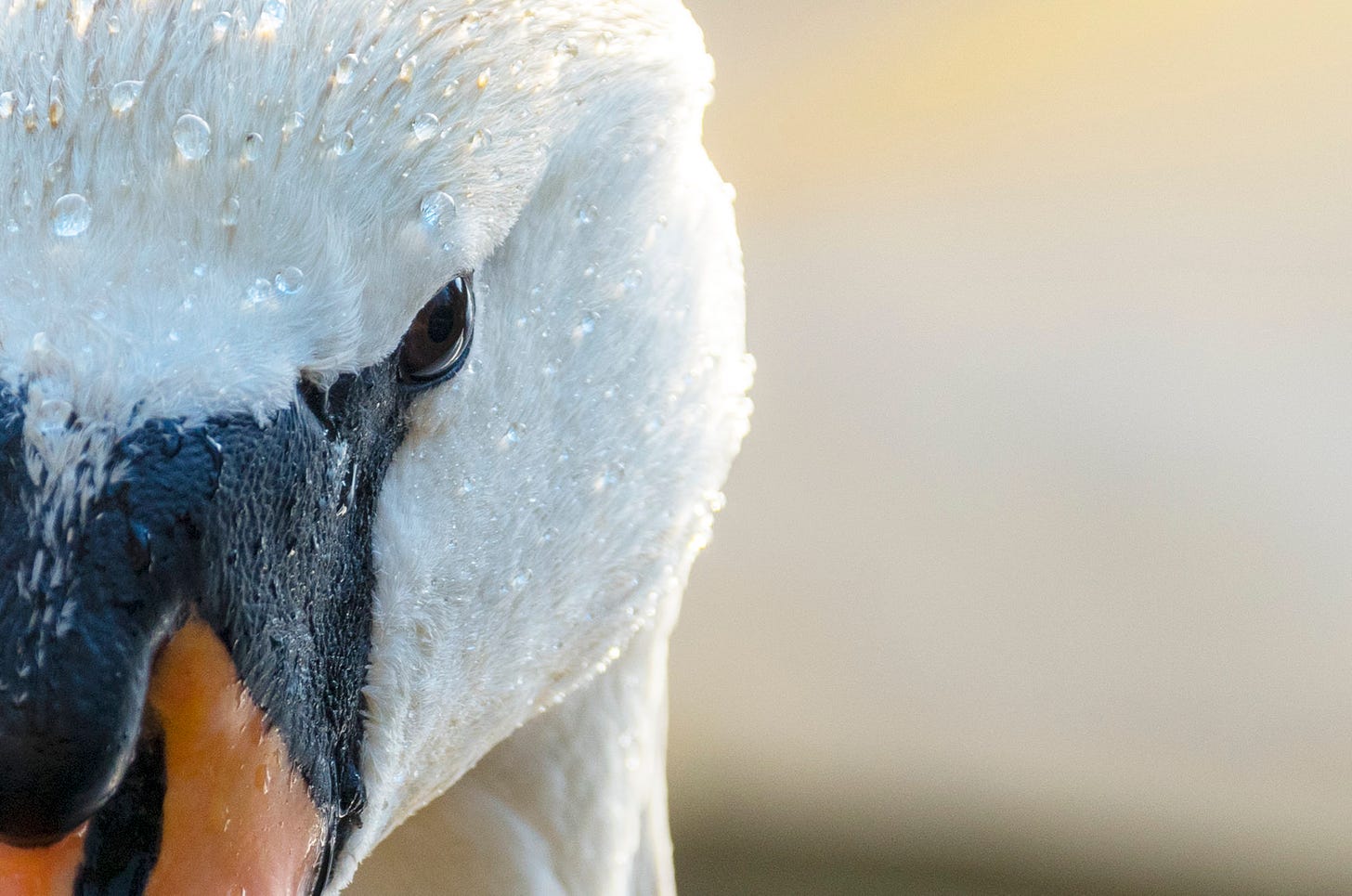 Close up photo of a mute swan's head