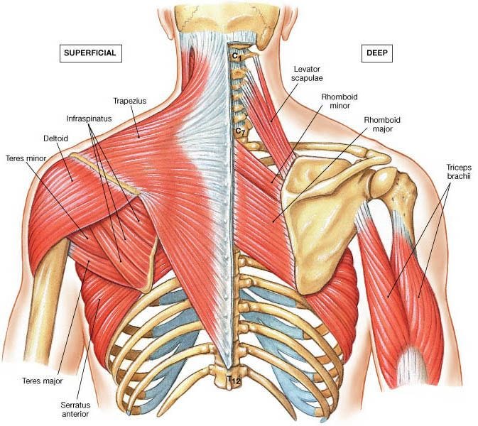 Scapular Winging - Causes, Types and Treatment | Bone and Spine