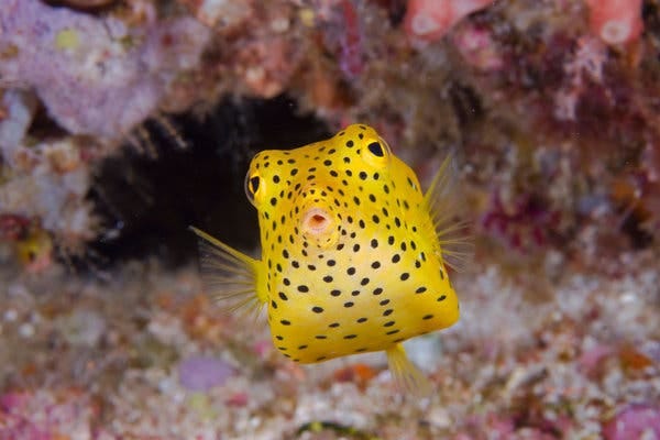 A juvenile boxfish in waters off Indonesia.