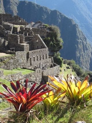 Machu picchu flower 2