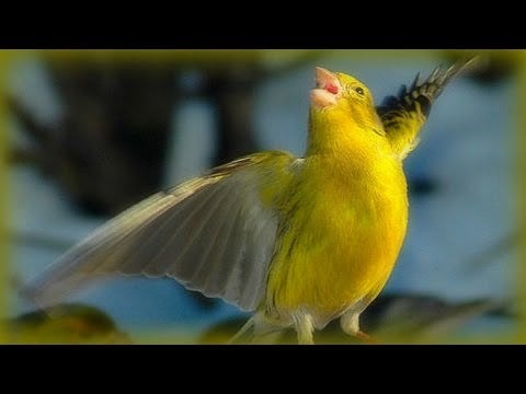 Canary Singing - 1 Hour - YouTube