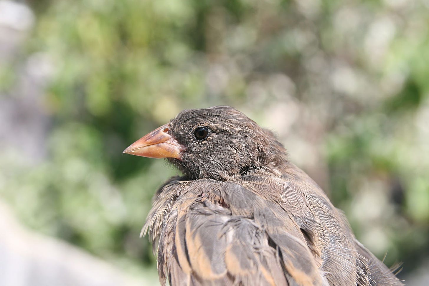 Absurd Creature of the Week: The Tiny Blood-Slurping Bird That Terrorizes  the Galapagos | WIRED