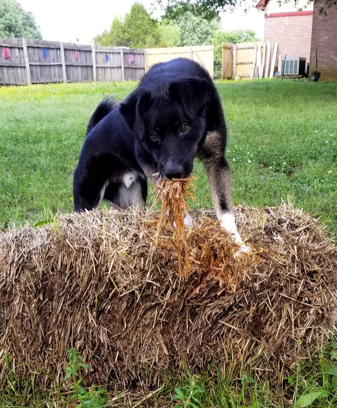 Black dog chewing hay in a grassy backyard