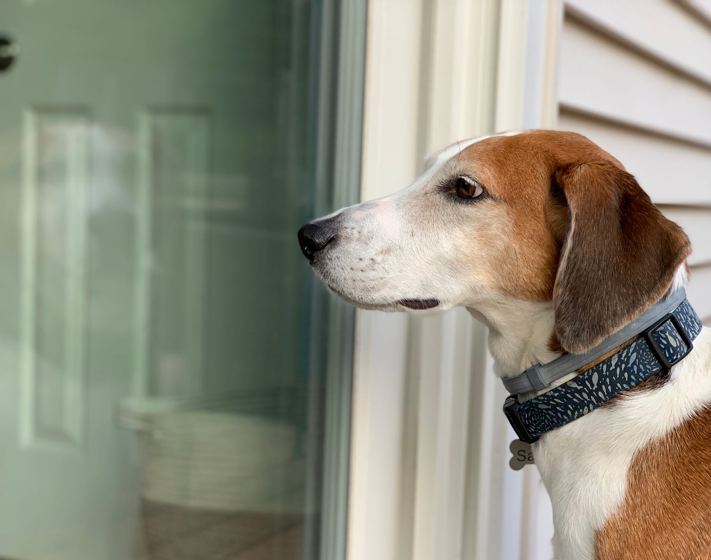 An American Foxhound with blue and gray collars stands on the right facing left. You can see his faint reflection in a sliding glass door on the left. 