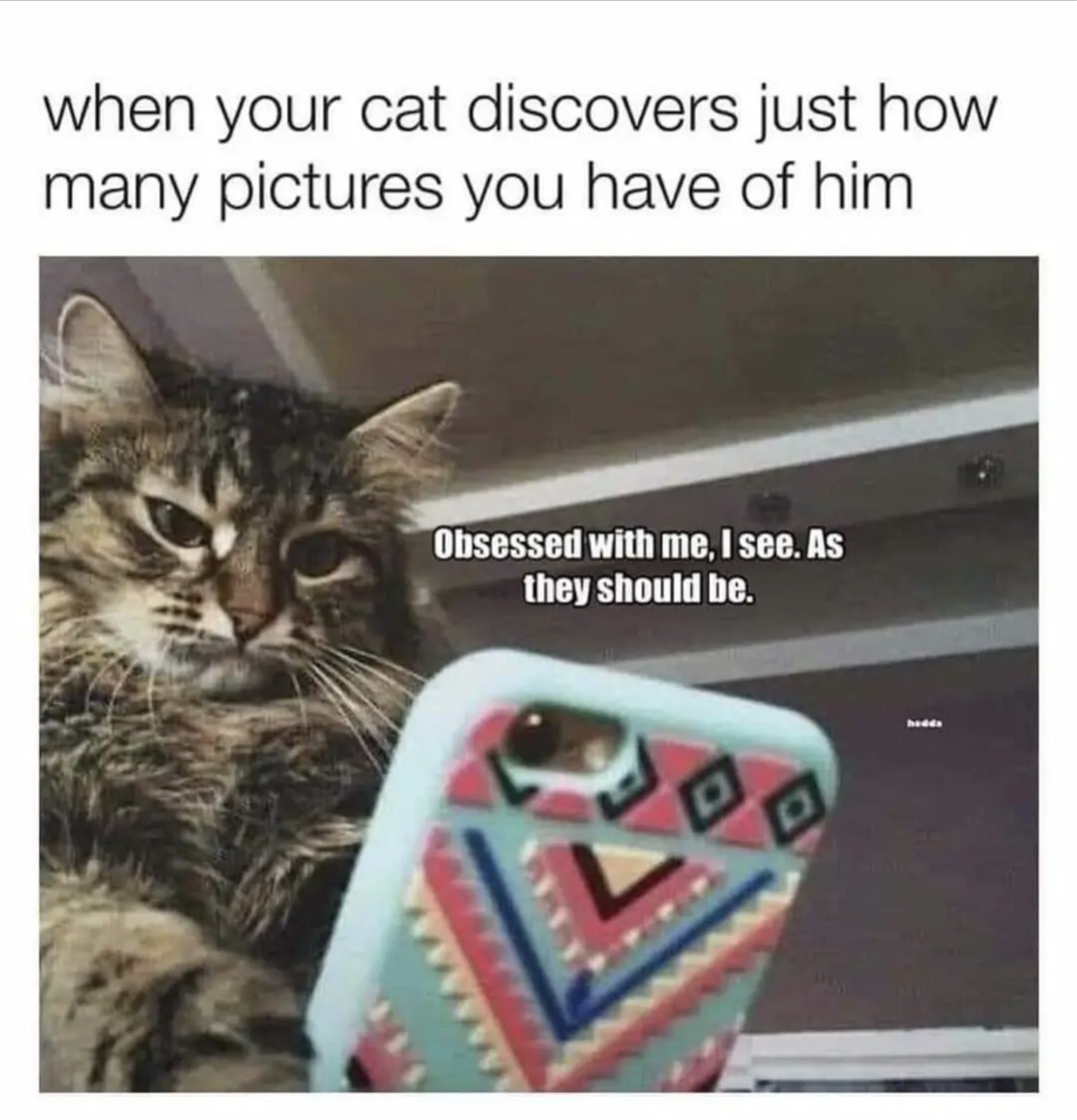 A meme showing a photo of a cat with its paw on a mobile phone, the caption says 'when your cat discovers just how many pictures you have of him’ and the text next to the cat says ‘Obsessed with me, I see. As they should be.’