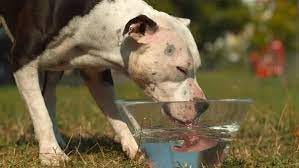 Pitbull drinking water, Ultra Slow Motion by ATWStock on Envato Elements