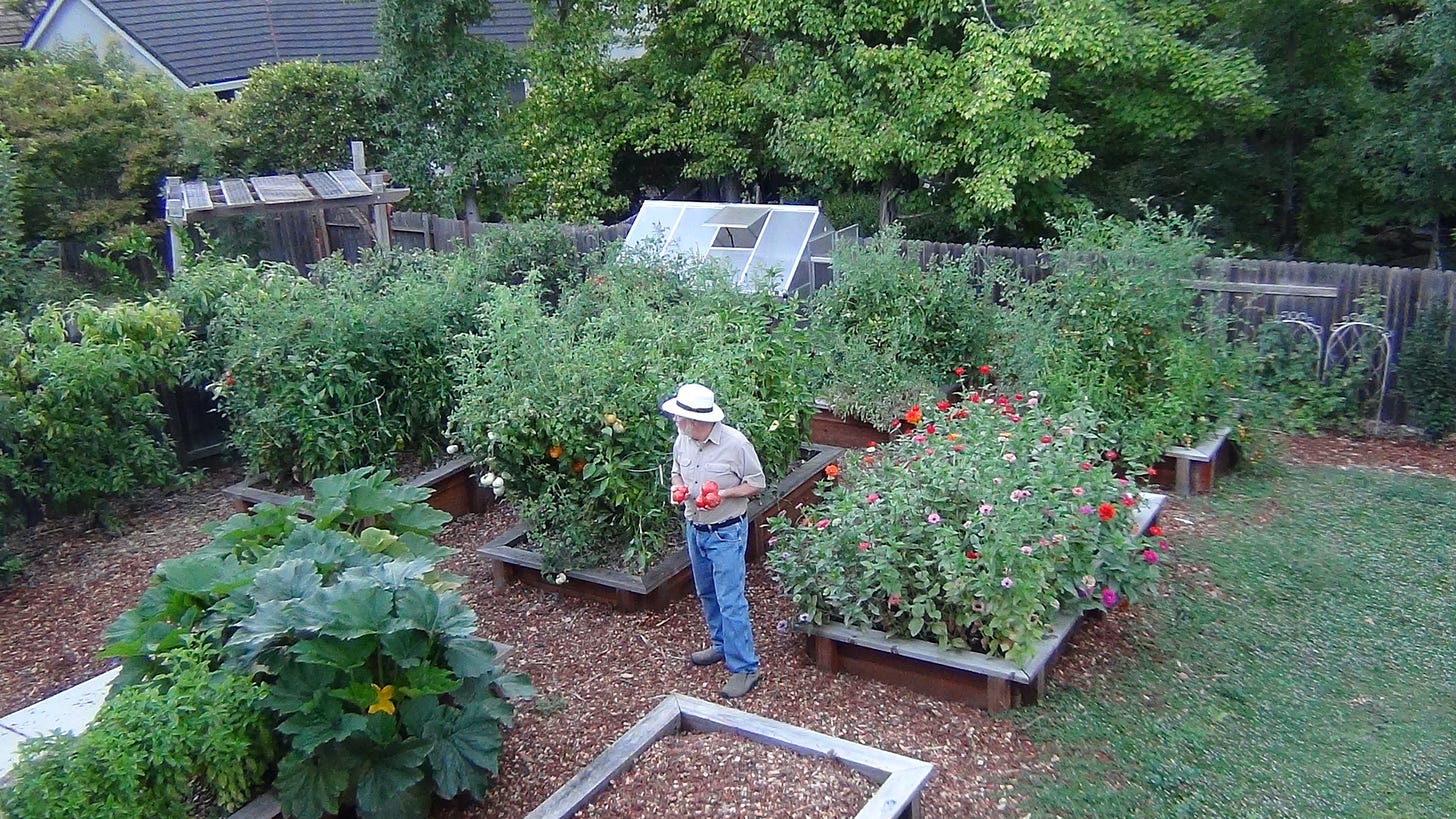 Raised Beds with Mature Plants