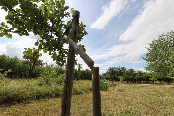 The trees were among the 168 planted along the route that Buchenwald prisoners were forced to march in April 1945.