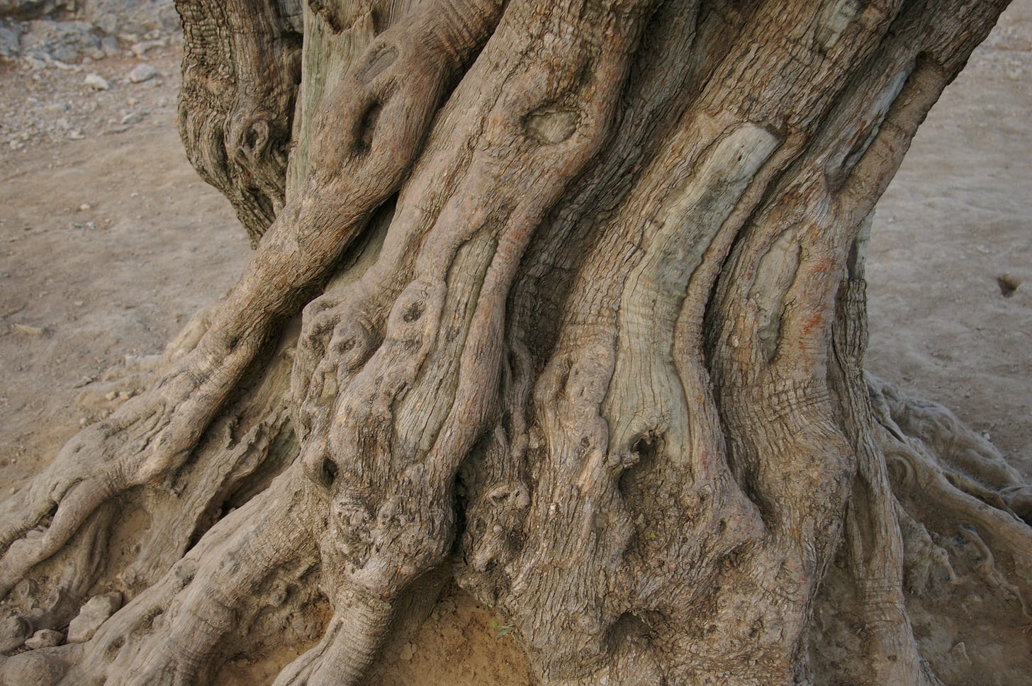 Image description: photo of a giant gnarly old olive tree. End image description.