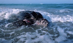 A leatherback turtle in Florida.