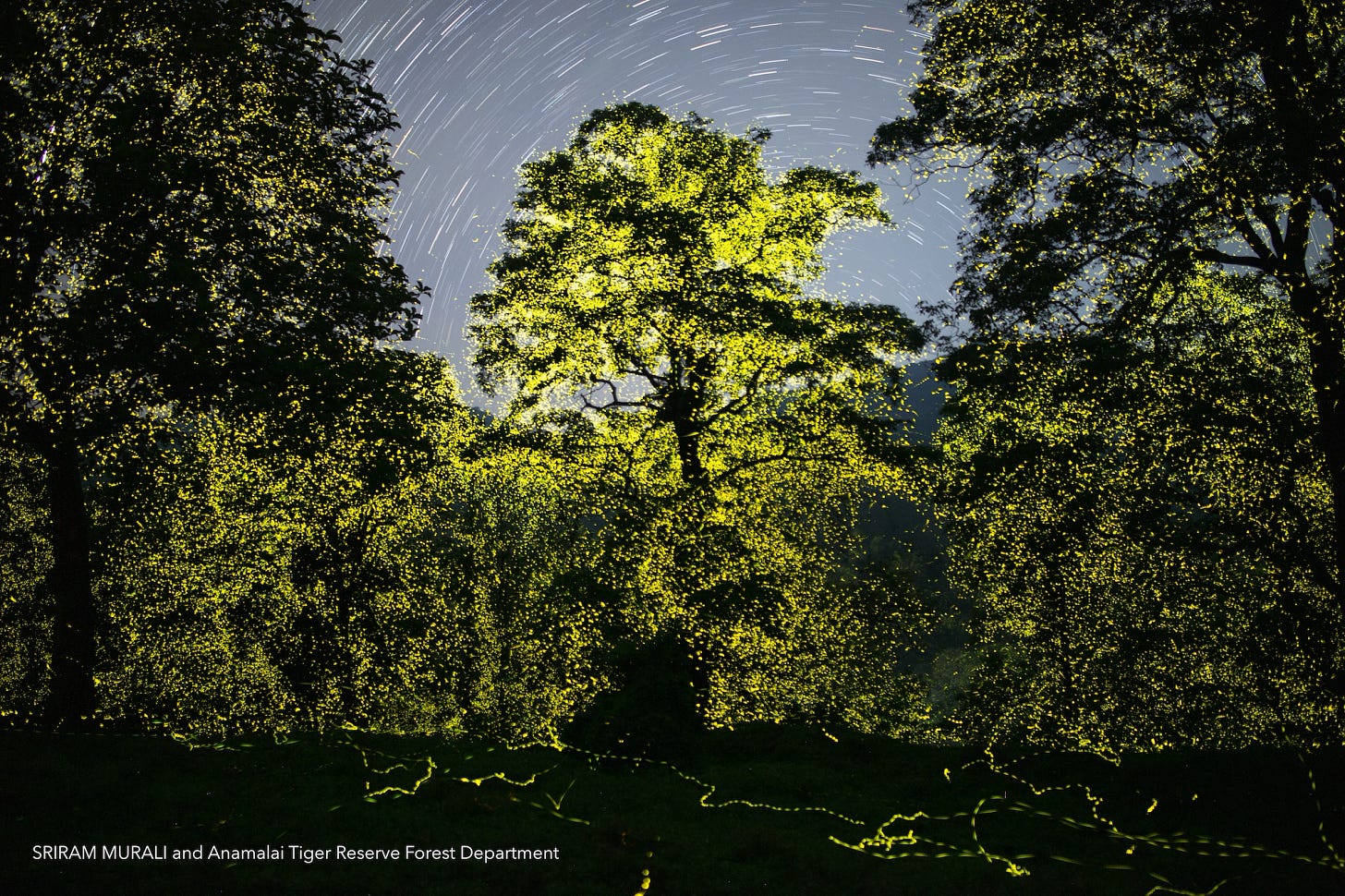 Billions of Fireflies Light Up Indian Tiger Reserve, by Sriram Murali