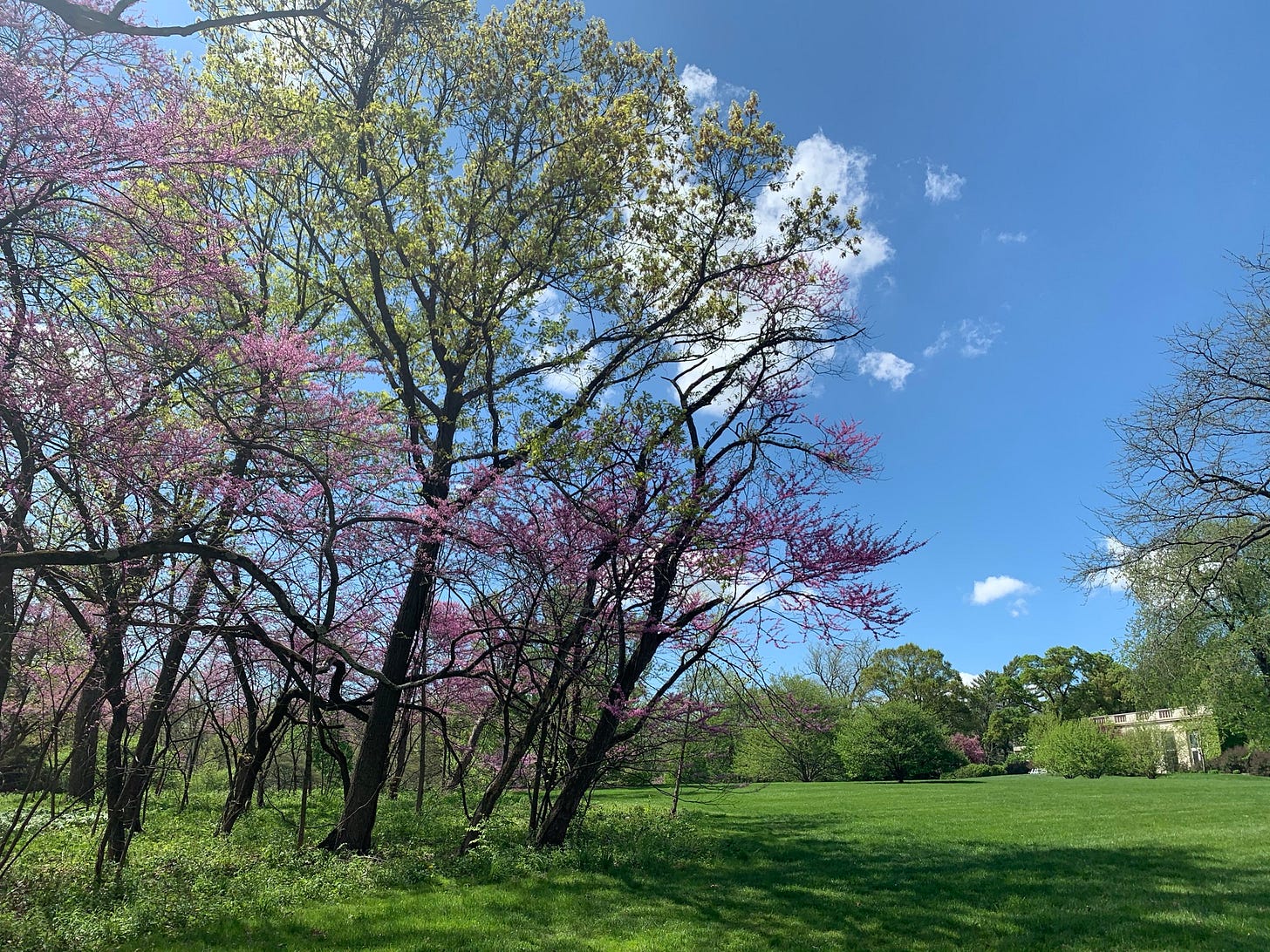 On the right, the Thornhill building is barely visible behind leafy trees. On the left, a woody area with numerous bright pink Redbud trees in bloom.
