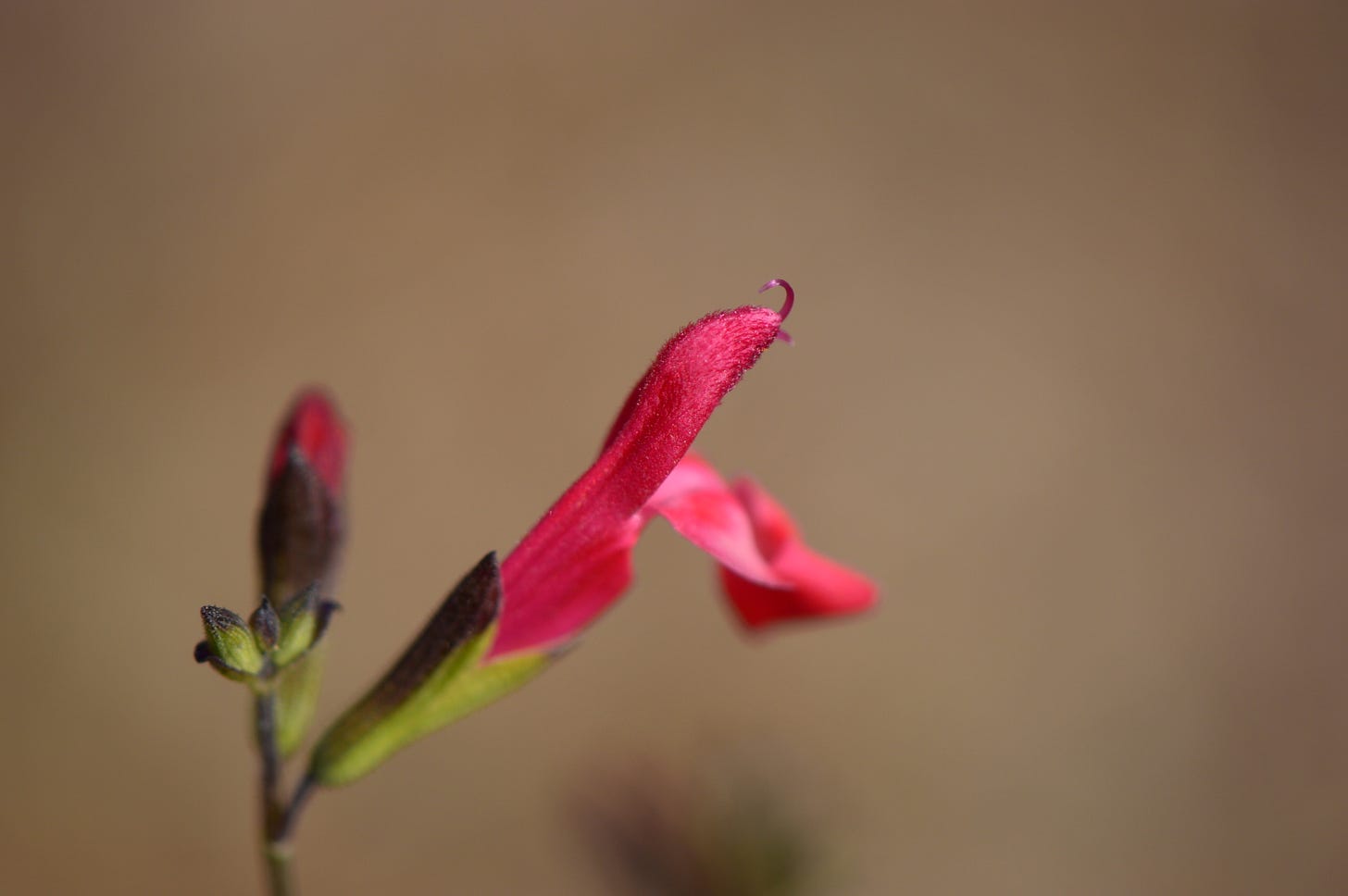 bloom on Salvia microphylla