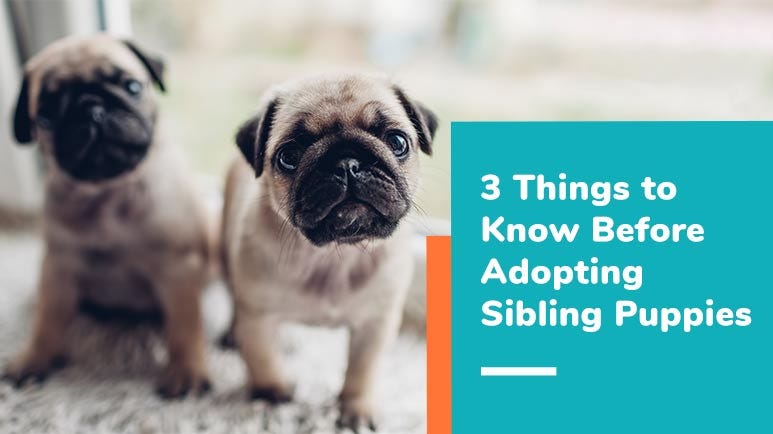 adopt siblings
