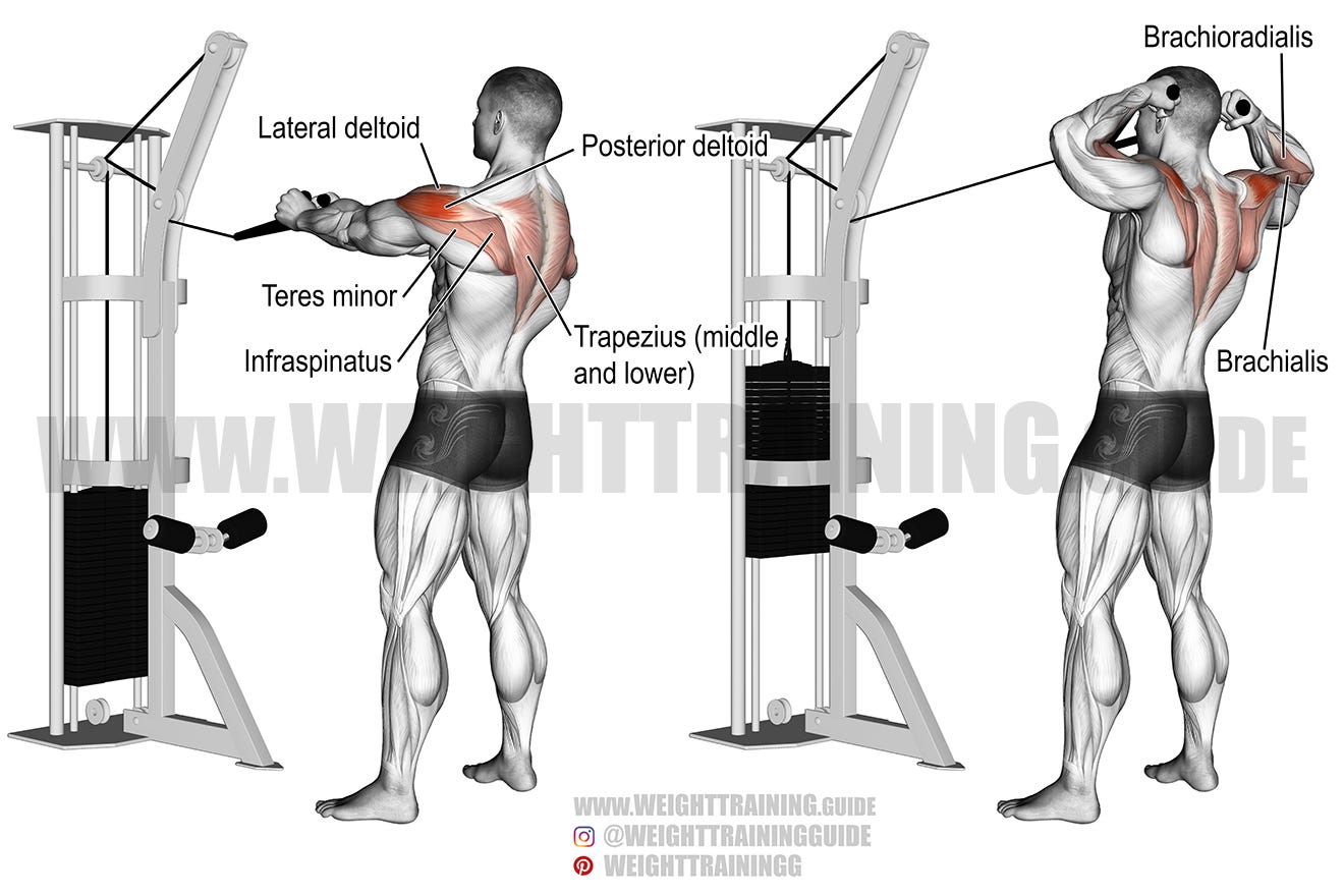 Cable face pull exercise guide and videos | Weight Training Guide
