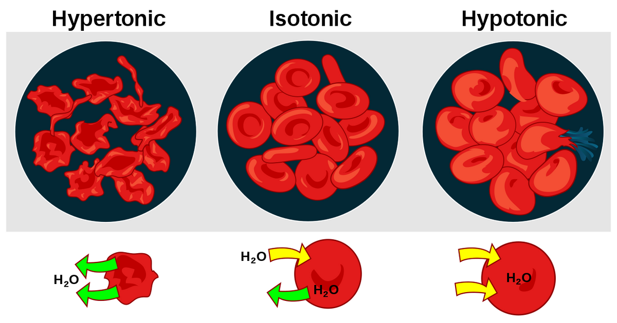 Isotonic Solutions - Definition and Examples, Importance