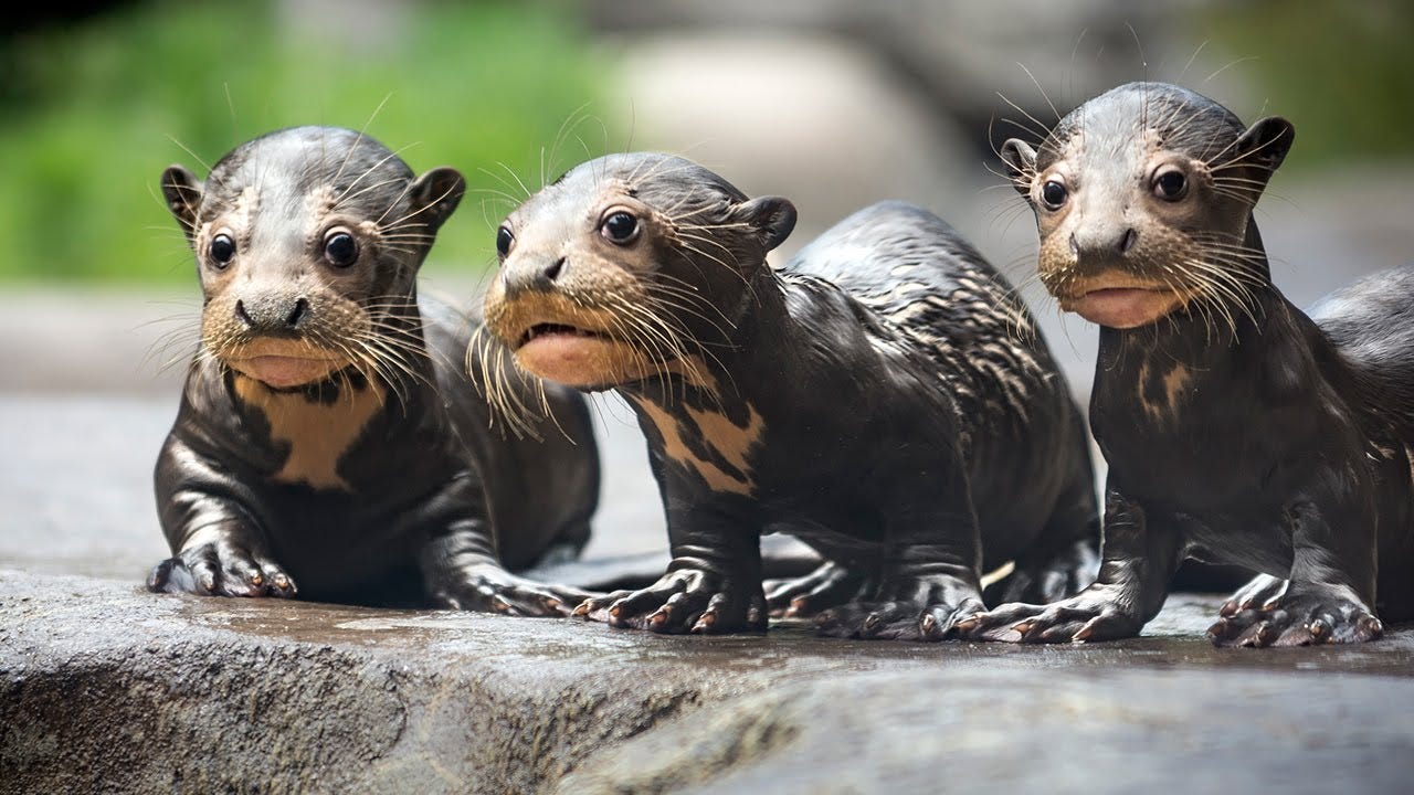 Endangered Giant River Otter Pups - YouTube