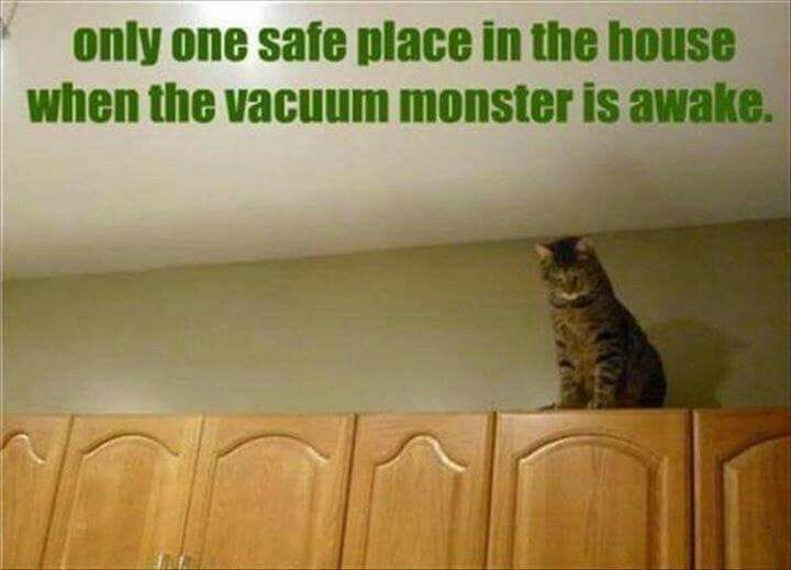 Hiding from the vacuum monster... =^..^= (With images) | Cute animal memes, Funny animal ...