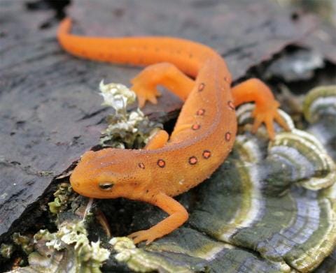 Red-spotted newt