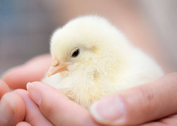 a baby chick being cradled in hands - chick and hands stock pictures, royalty-free photos & images