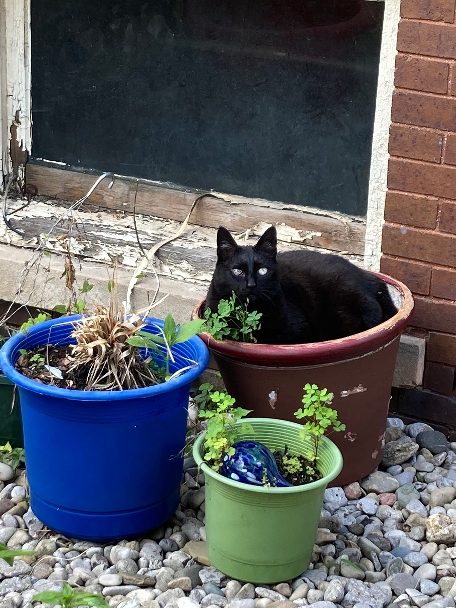 A fat, black, one-eyed cat sitting in a flower pot
