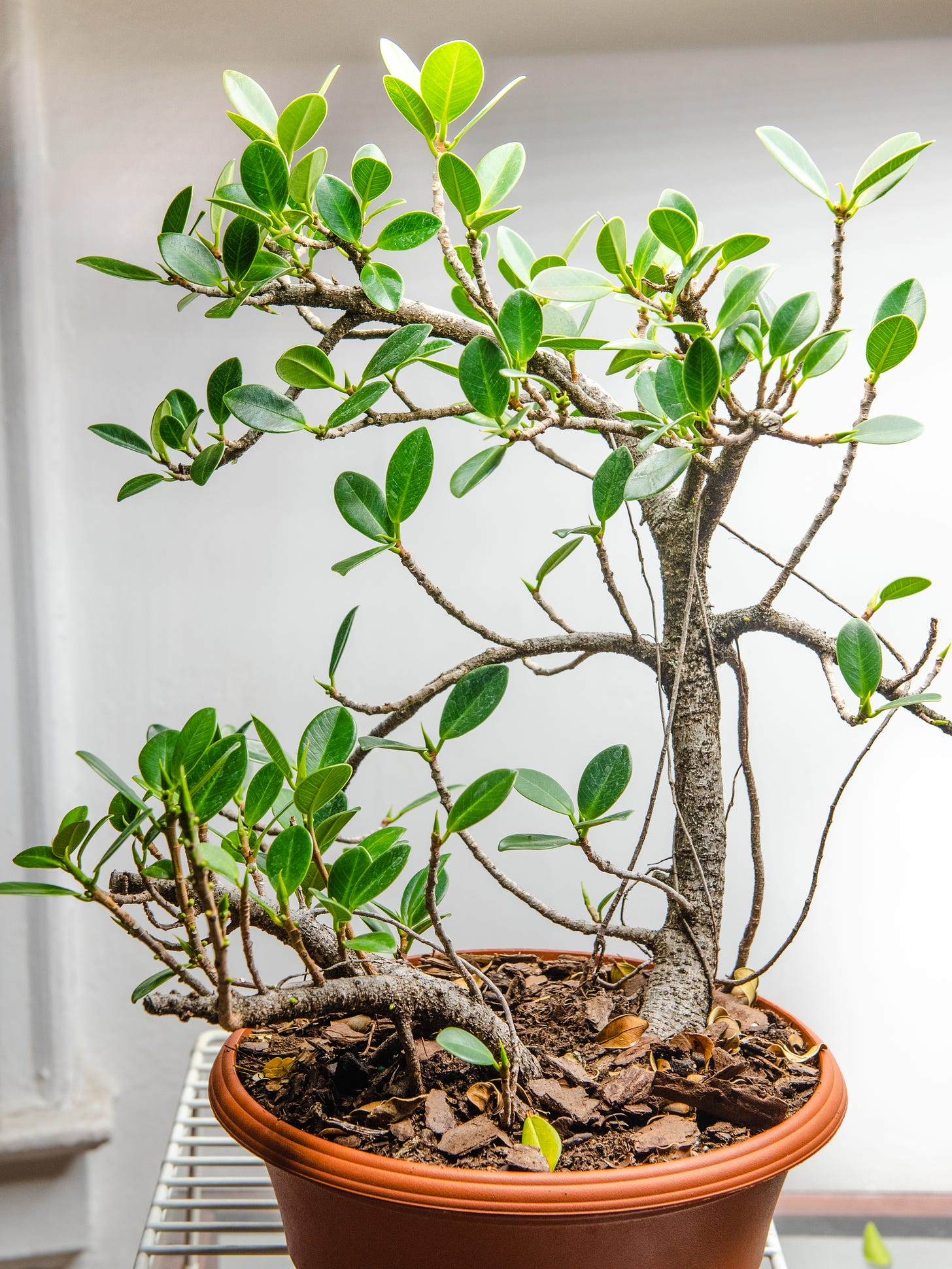 ID: Photo of twin trunk green island ficus with sparse leaf growth focused at the tips, with bare branches.